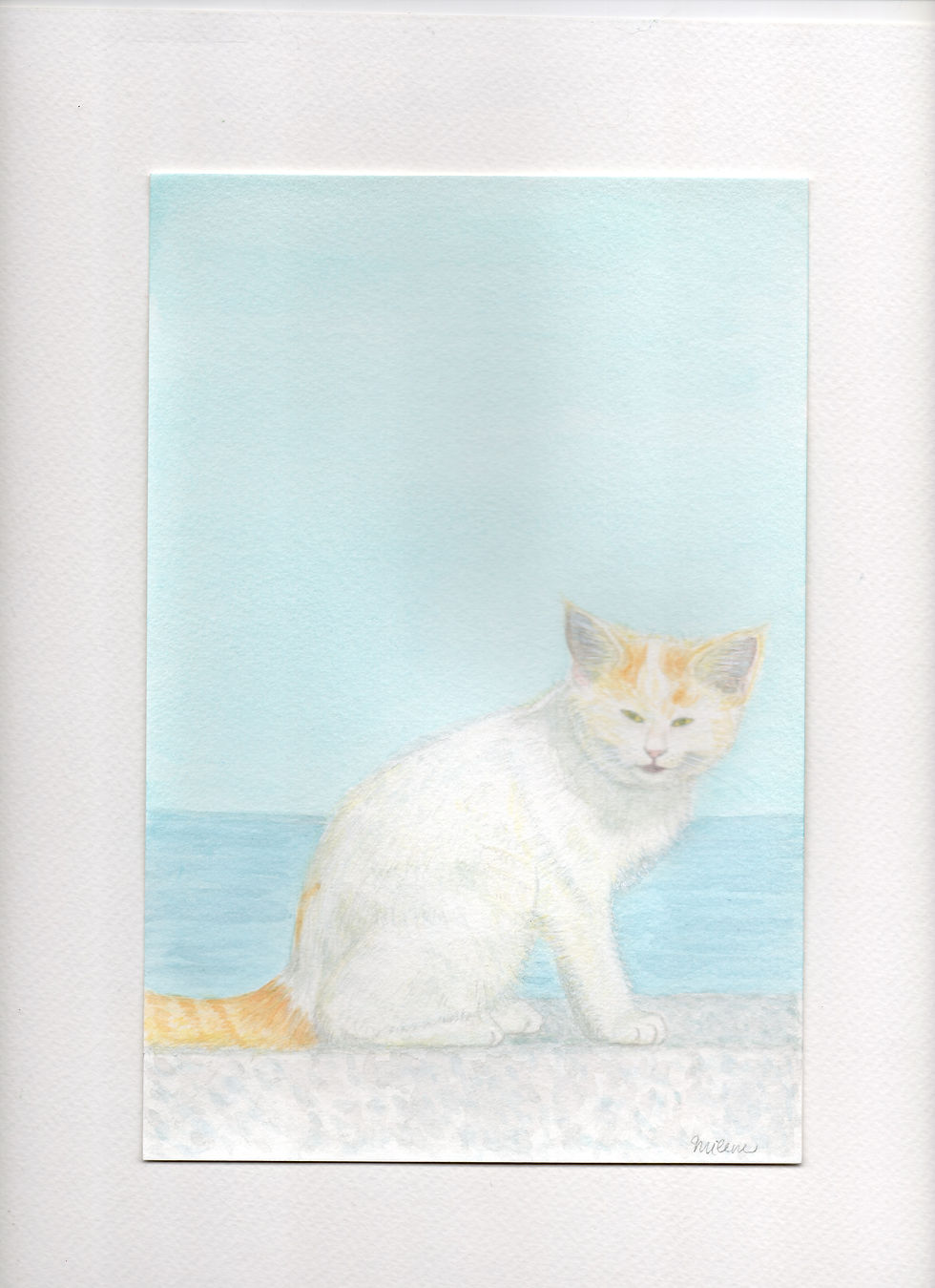 Cat & sea