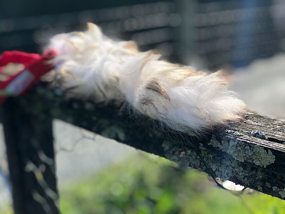 Miniature : Tug Floramicato FLUFFY TAIL - 2 Longueurs de sangle