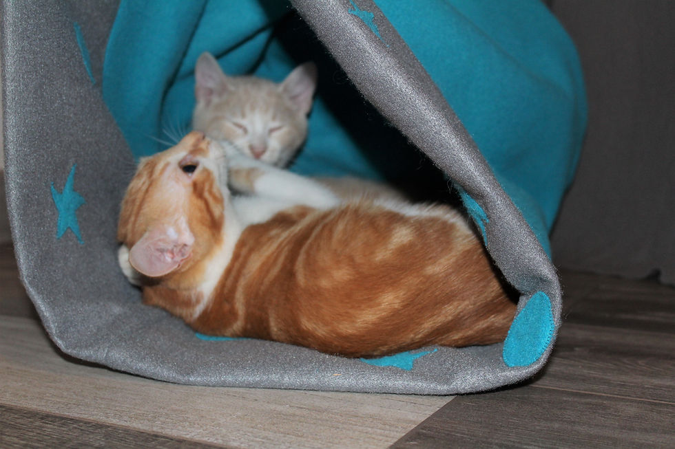 Miniature : Couchage pour chat ou petit chien - gris et bleu