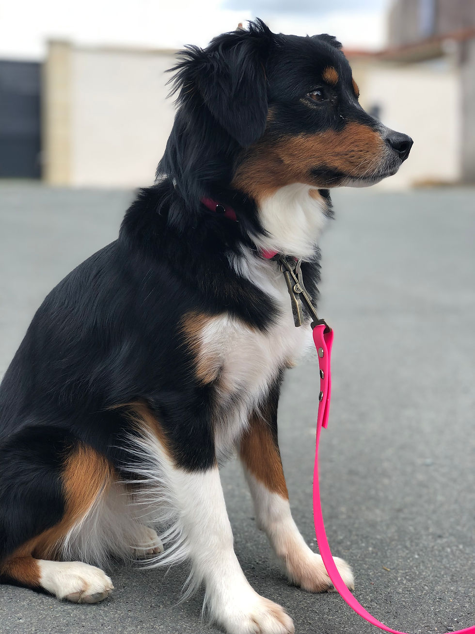 Miniature : Ensemble laisse et collier à libération rapide en biothane pour chien 19 mm