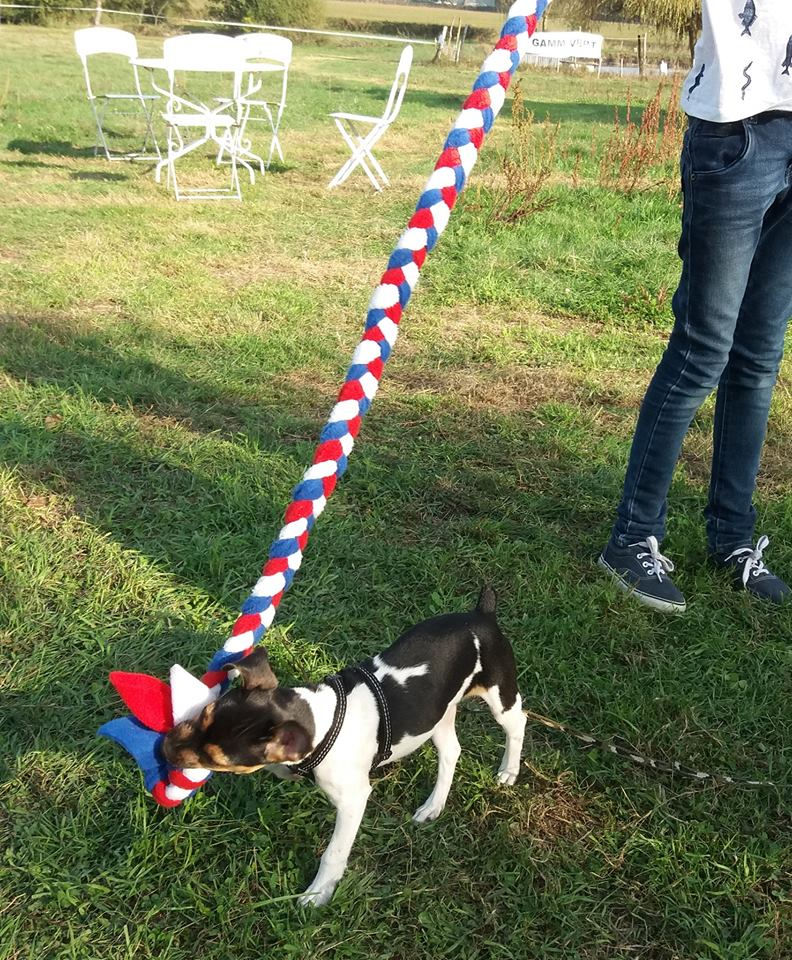 Miniature : Tug  Longue tresse, jouet pour chiens et chiots