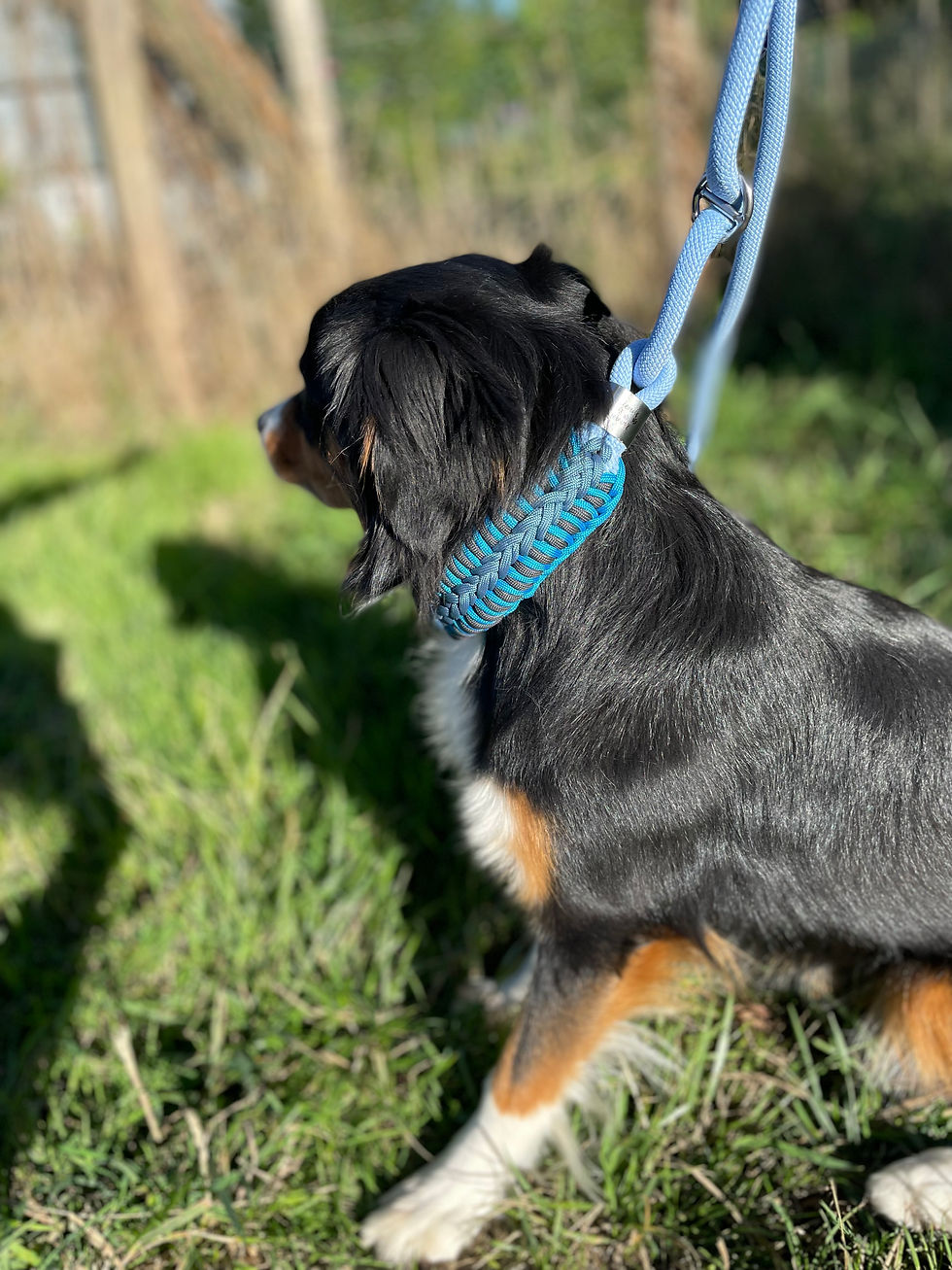 Miniature : Collier et laisse 2 en 1  en paracorde pour chien - Laisse  corde - Laisse