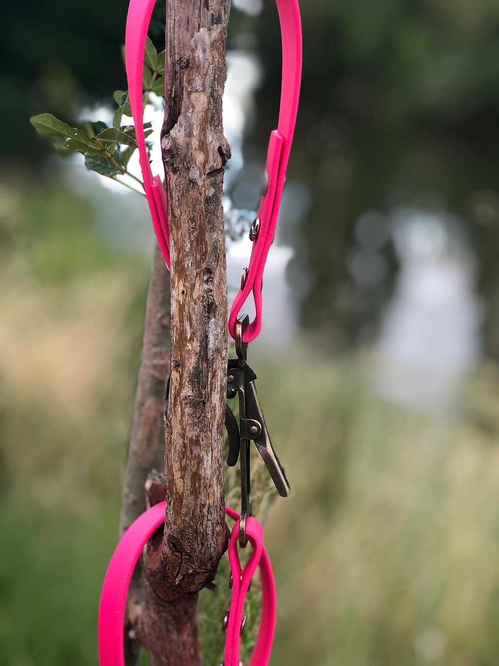 Miniature : Ensemble laisse et collier à libération rapide en biothane pour chien 19 mm