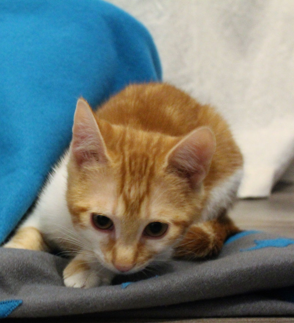 Miniature : Couchage pour chat ou petit chien - gris et bleu