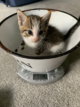 Super-kitty