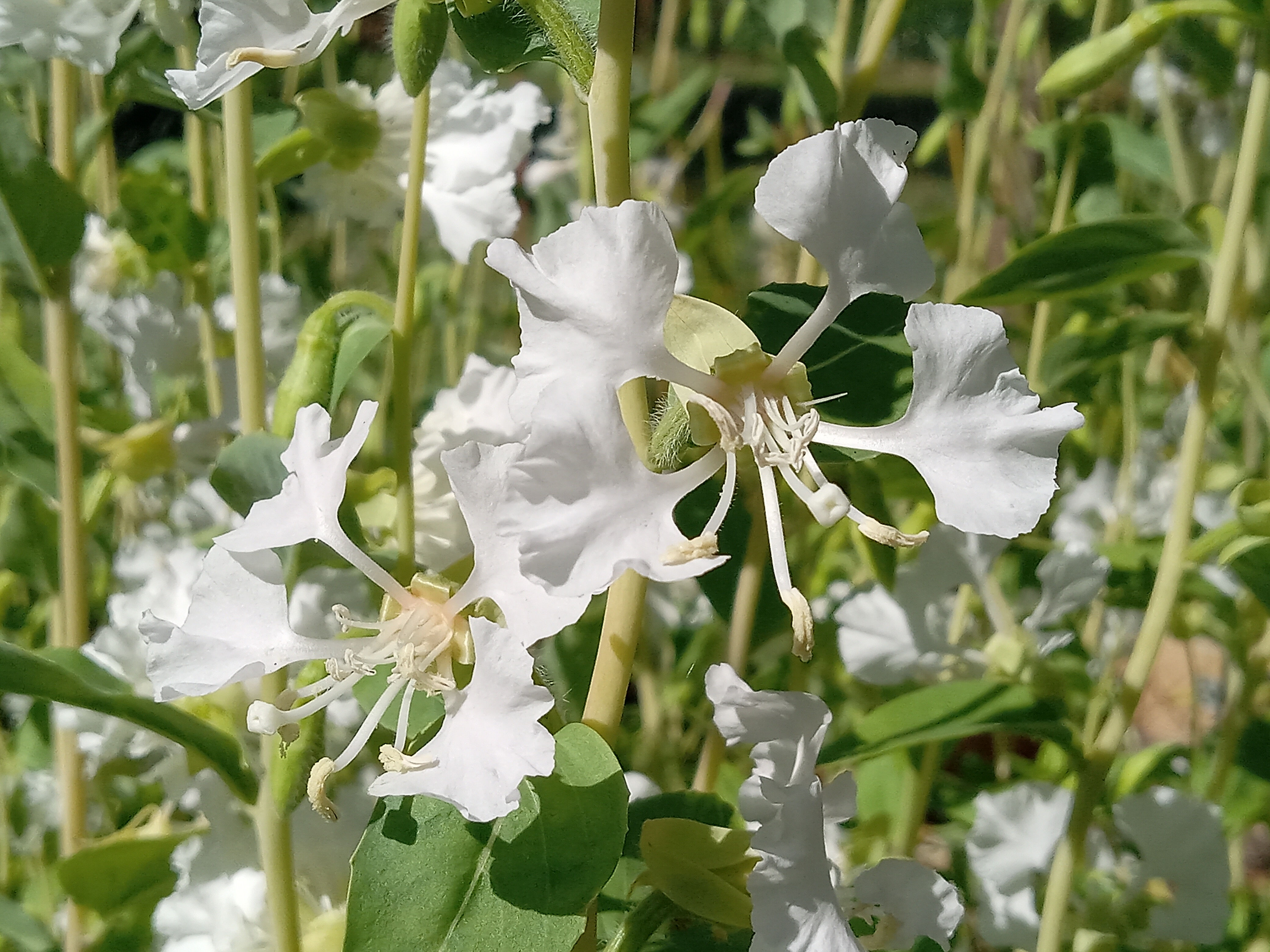 Elegant White Clarkia - Clarkia unguiculata 'Mountain Garland' single flower detail