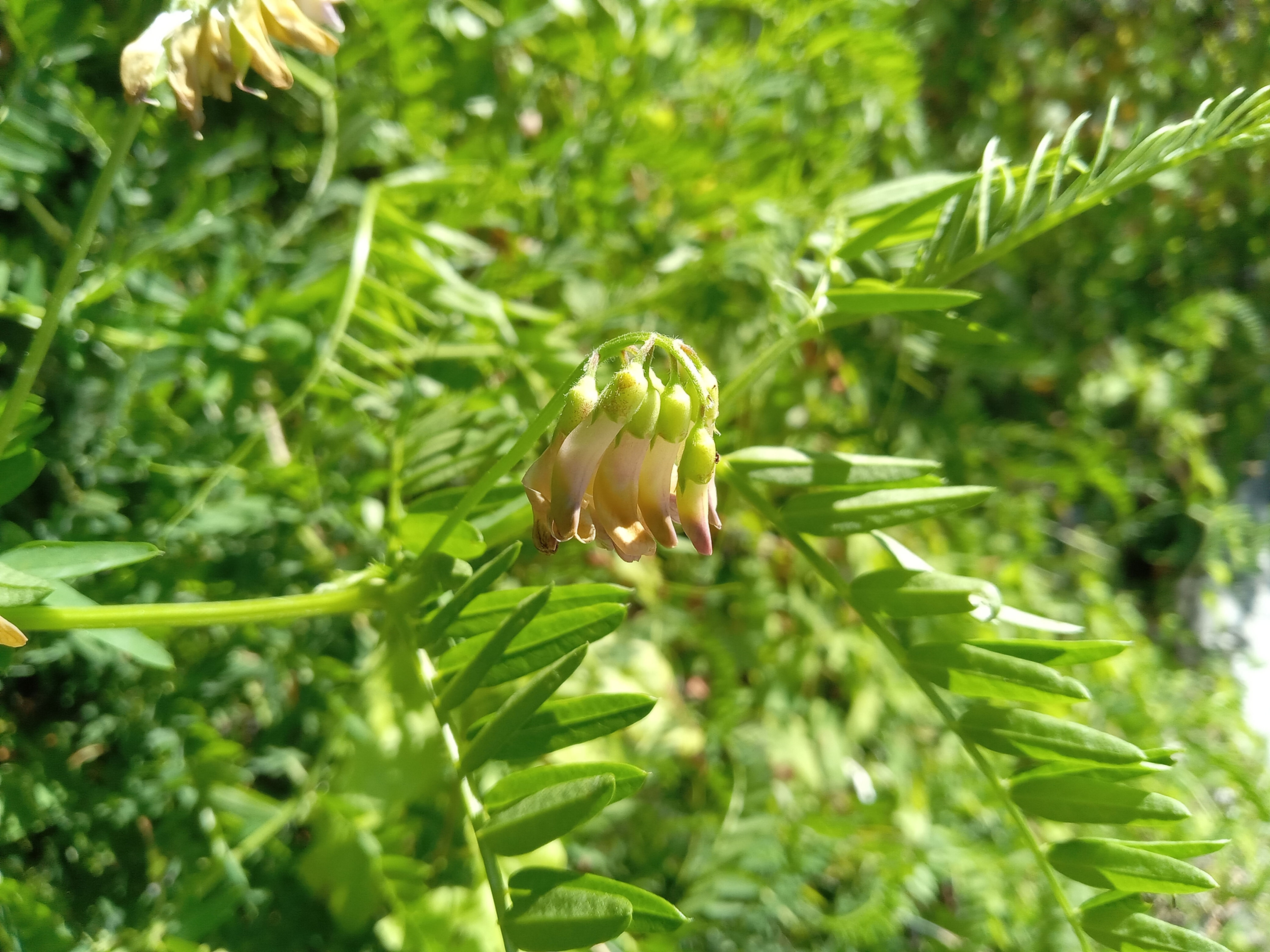 Giant Black Vetch - Vicia nigricans ssp. gigantea flowers