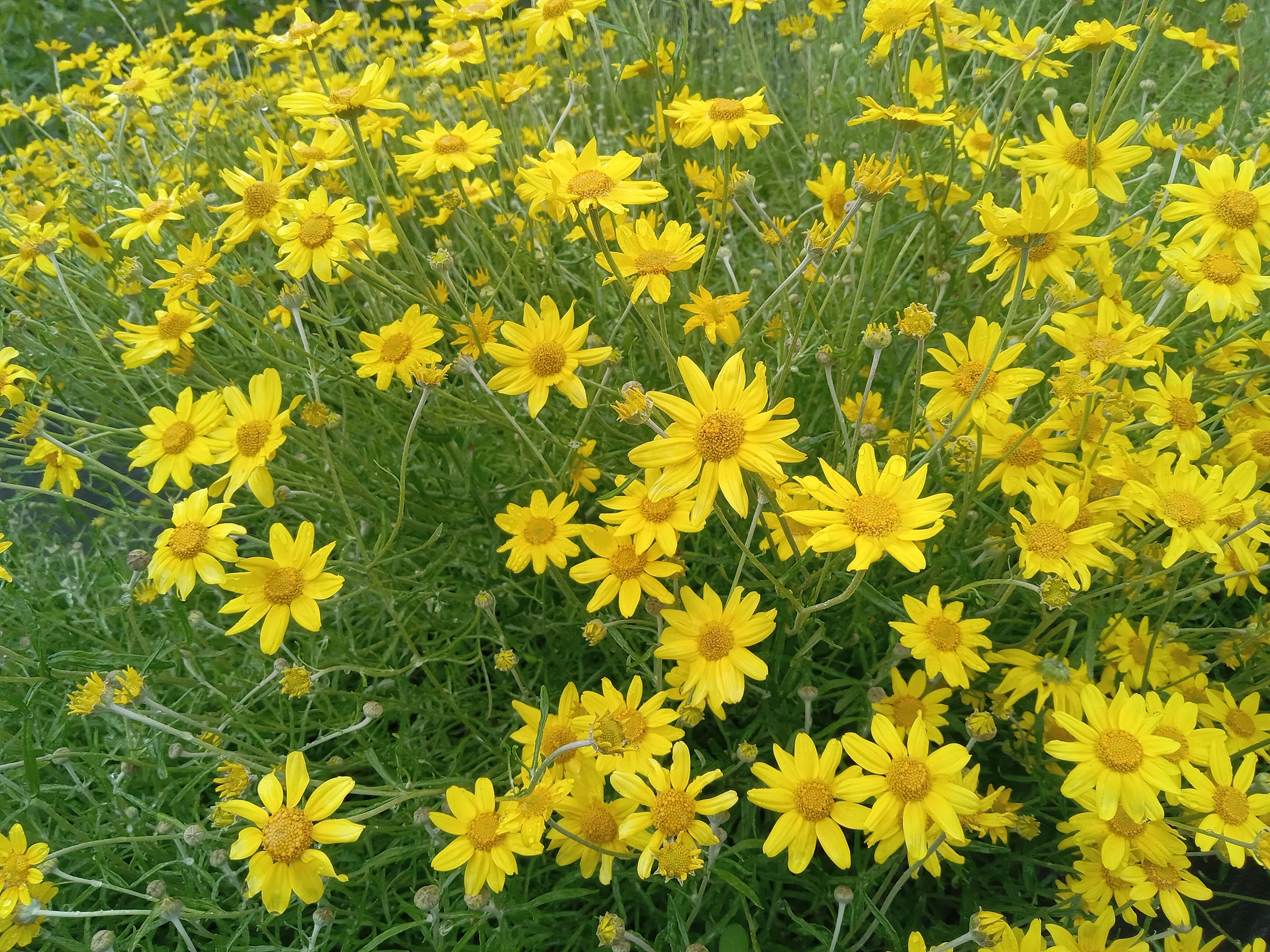 Woolly Sunflower - Eriophyllum lanatum
