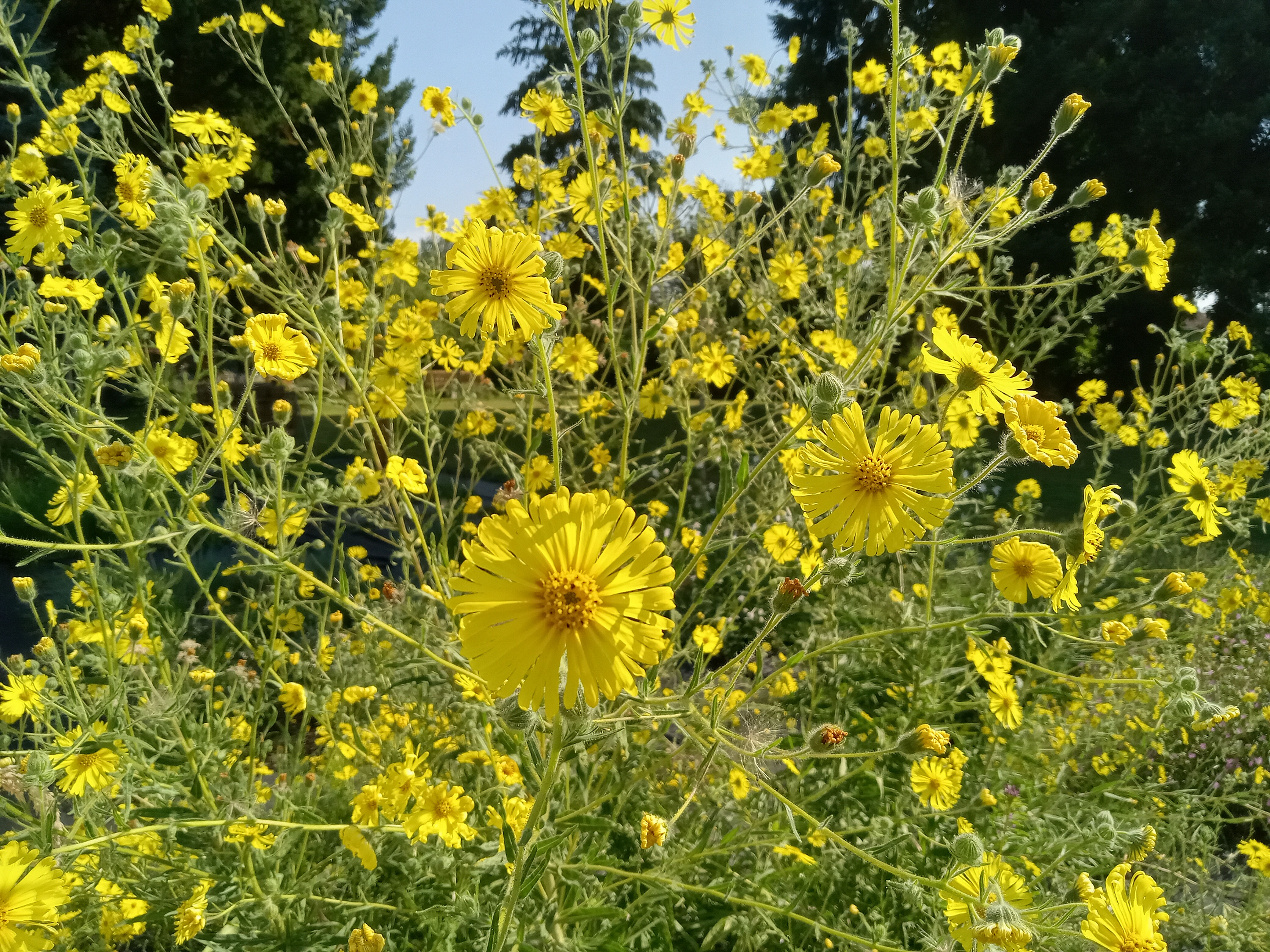 Elegant Tarweed - Madia elegans mature plants in bloom