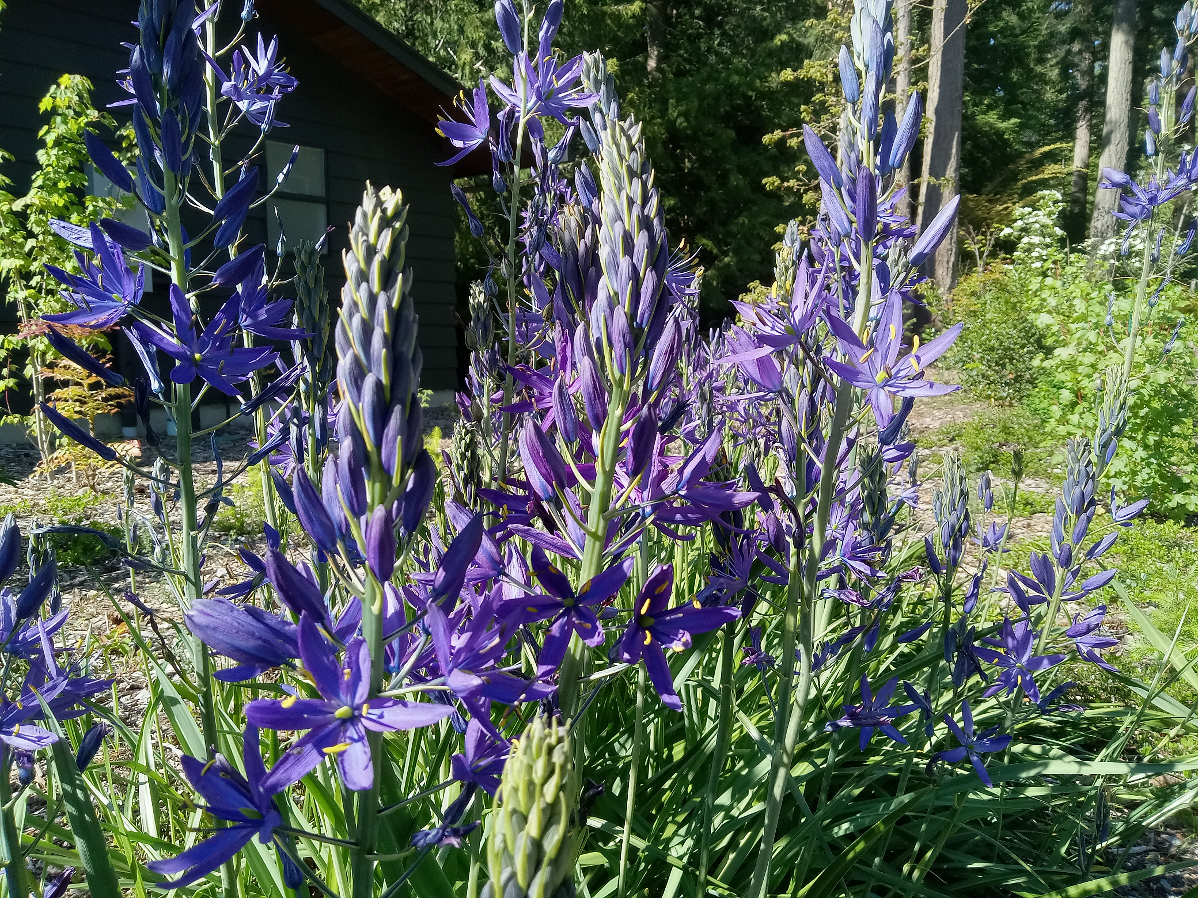 Great Camas - Camassia leichtlinii mature plants in bloom