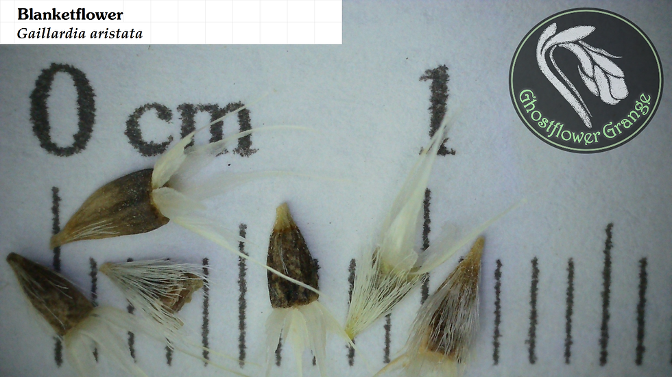 Common Blanketflower - Gaillardia aristata seed microscopy
