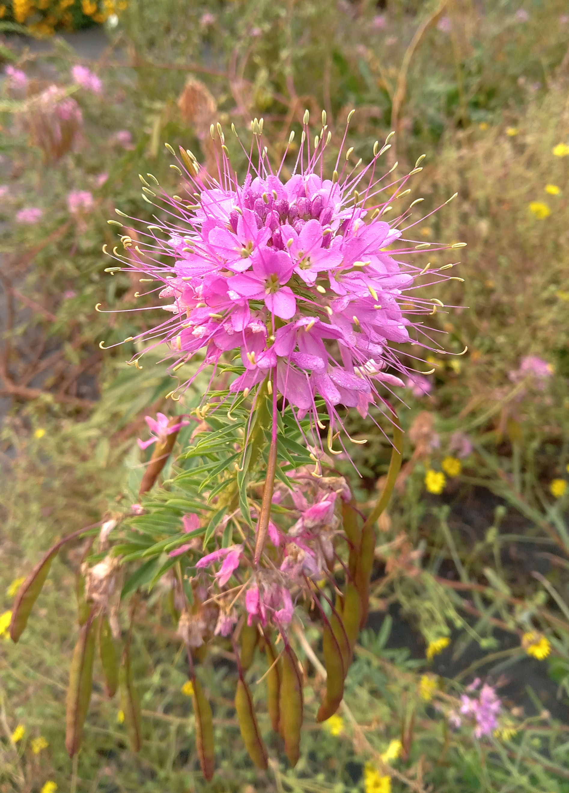 Rocky Mountain Beeplant - Cleome serrulata flower detail