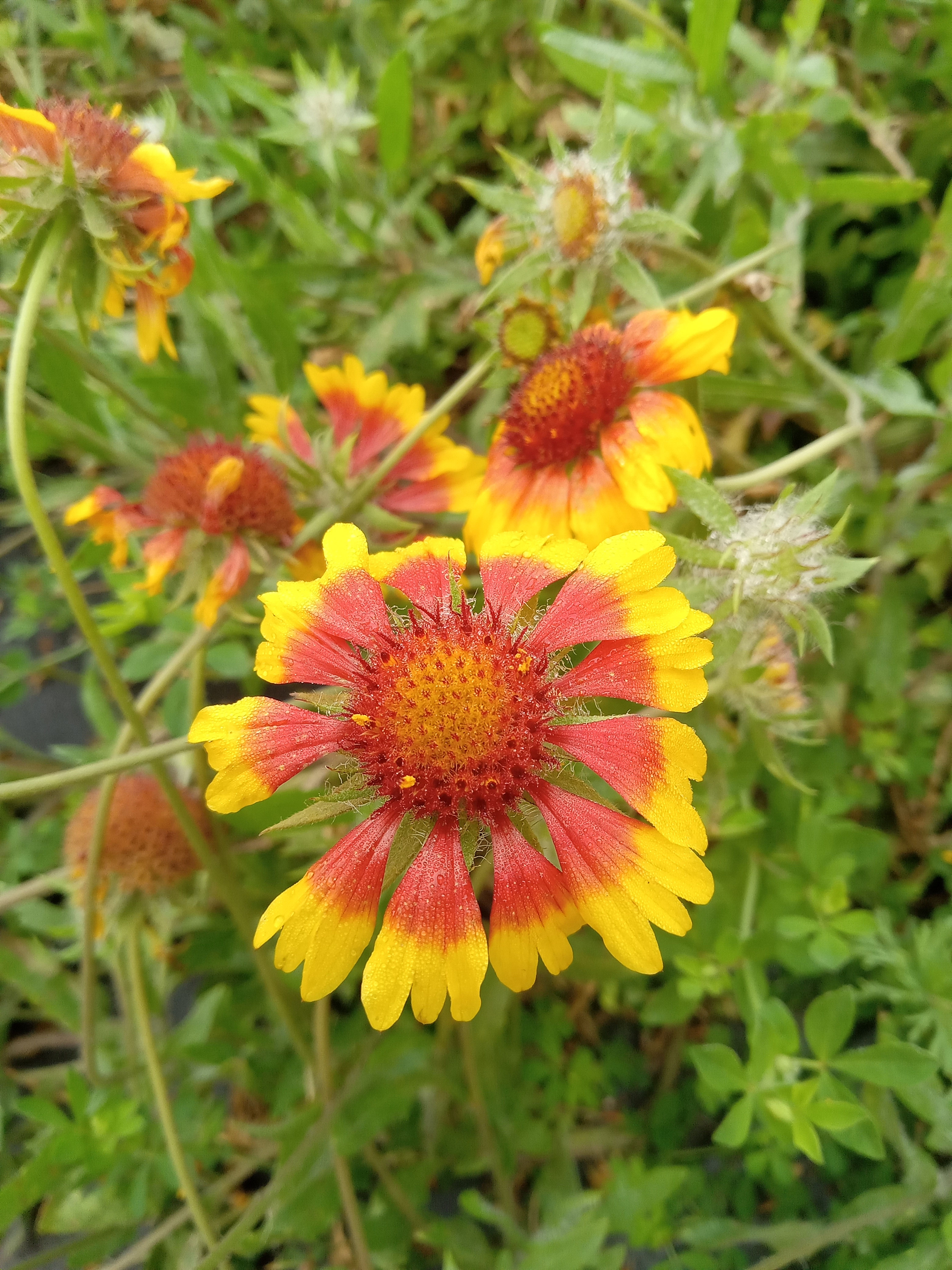Common Blanketflower - Gaillardia aristata flower detail