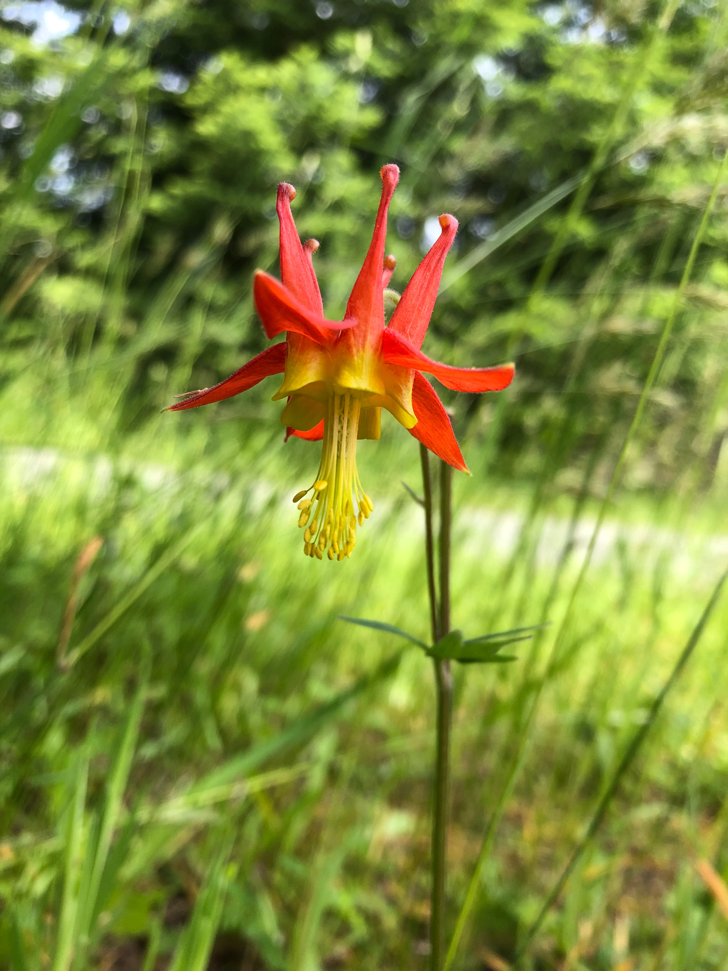 Western Columbine - Aquilegia formosa flower detail