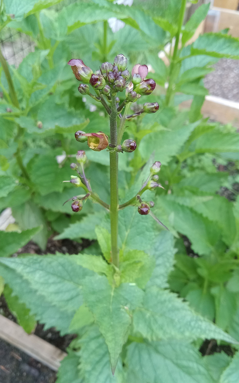 Oregon Figwort - Scrophularia californica ssp. oregana flowers and foliage