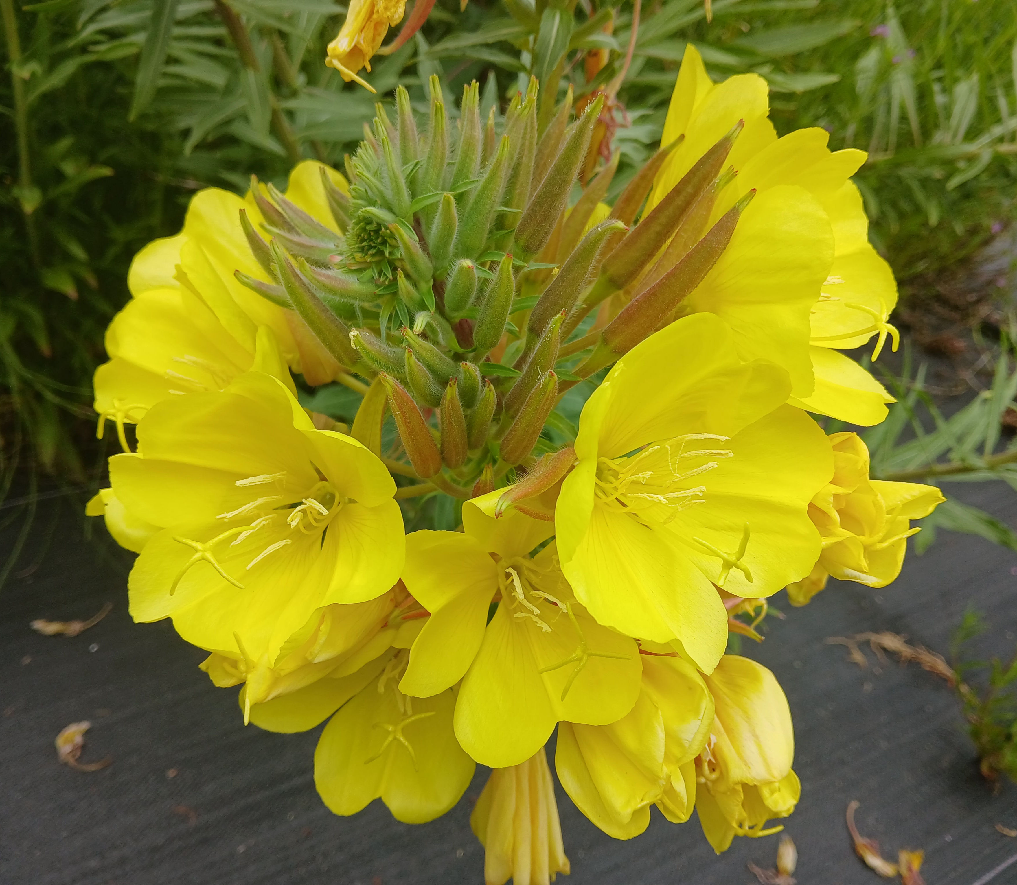 Tall Evening Primrose - Oenothera elata (hookeri) flower detail