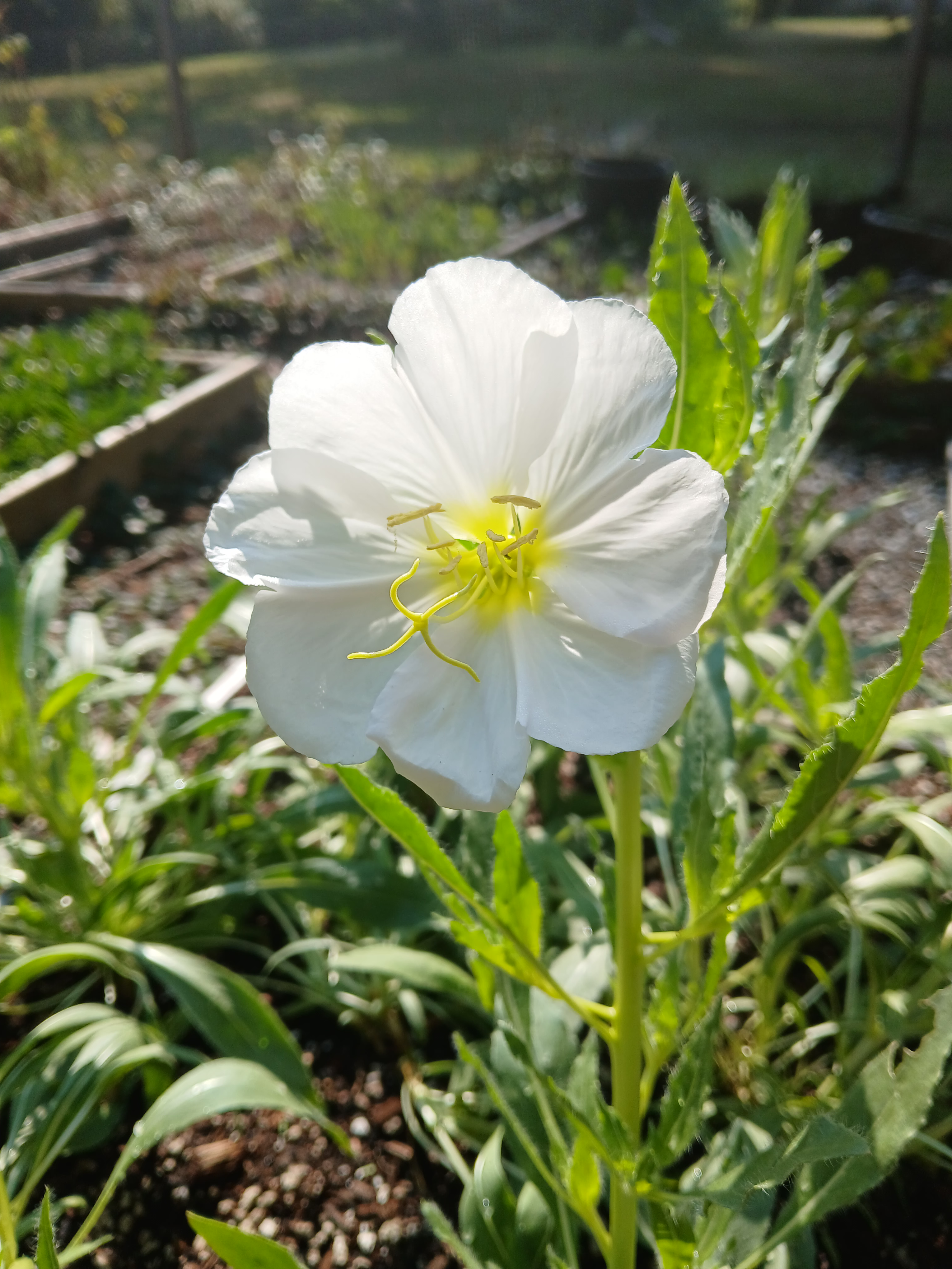 Pale Evening Primrose - Oenothera pallida flower