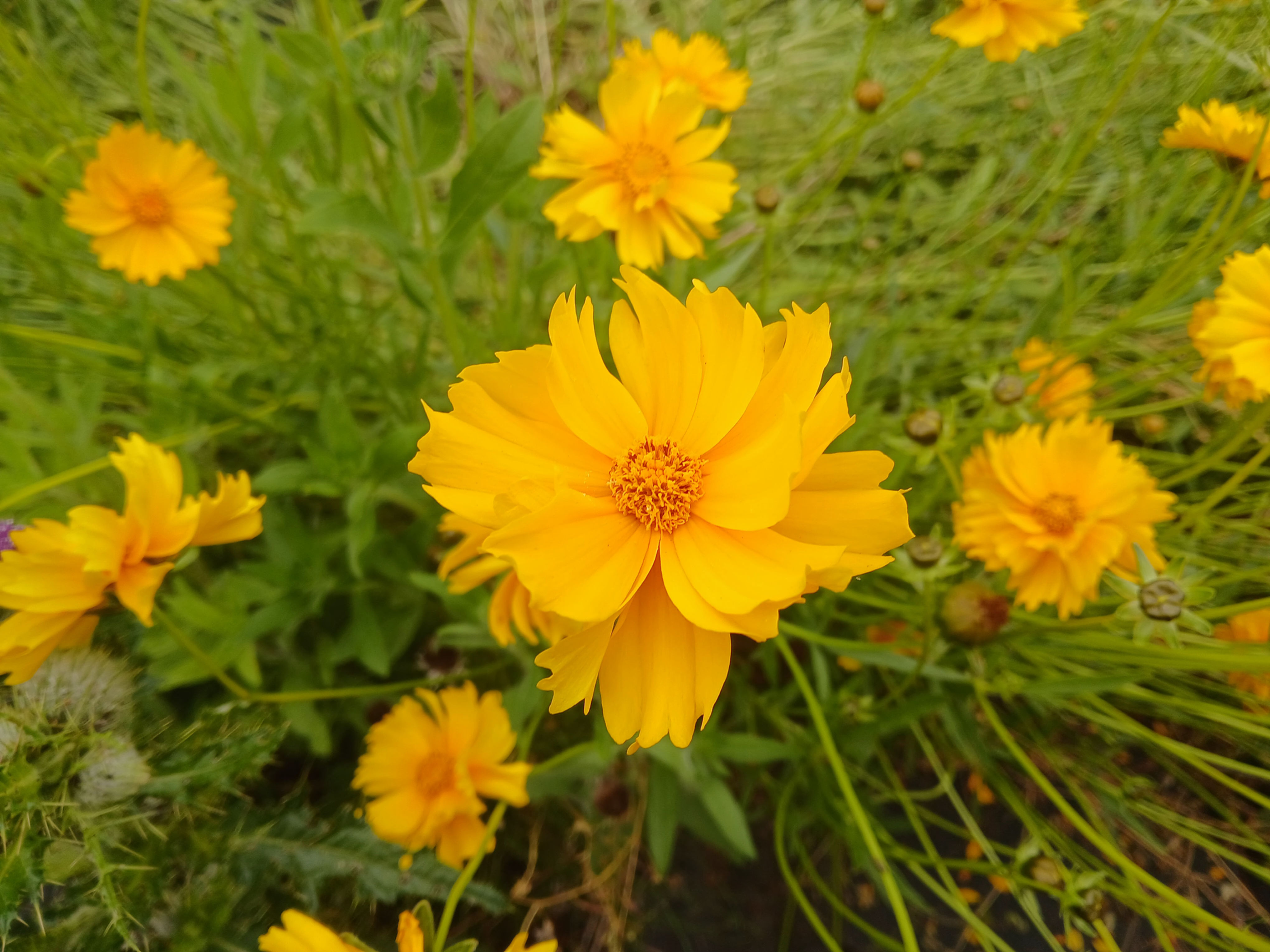 Lanceleaf Coreopsis - Coreopsis lanceolata flowers