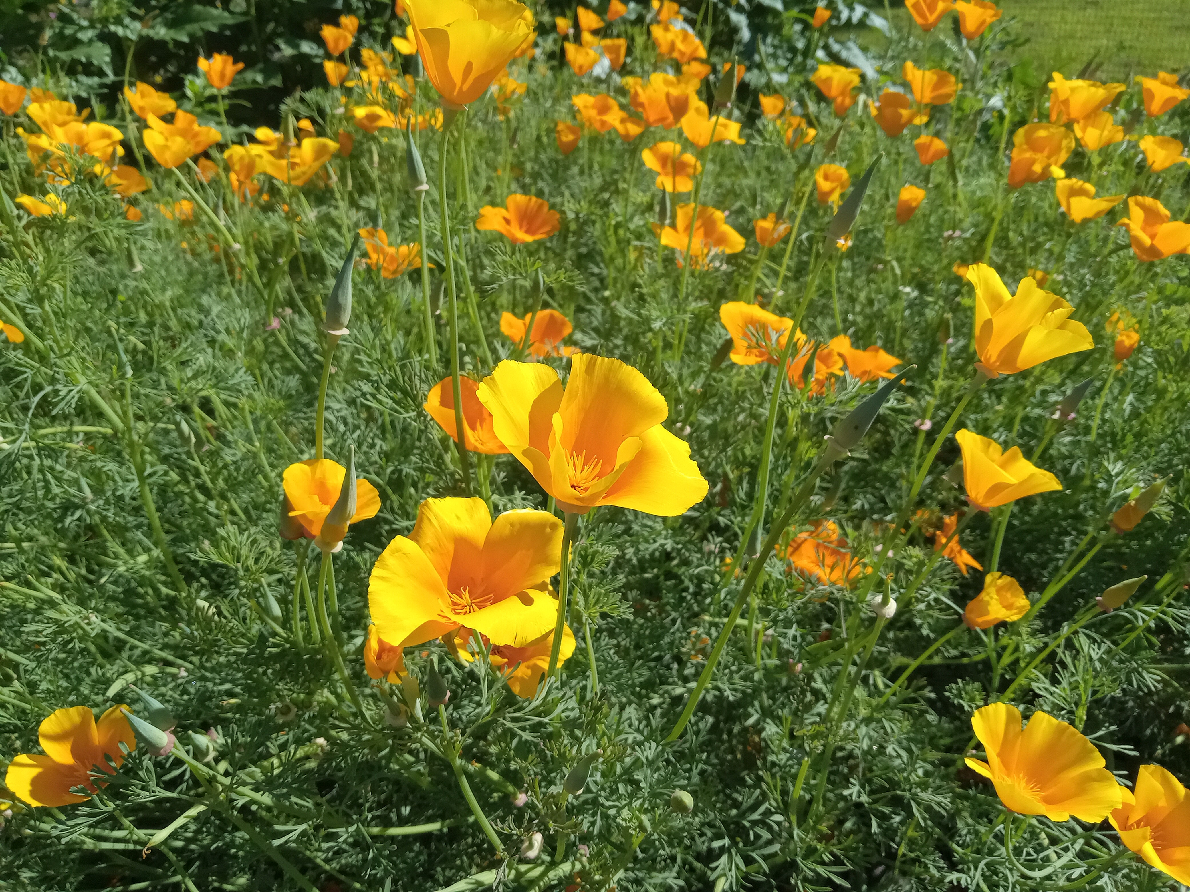California Poppy - Eschscholzia californica mature plants in full bloom