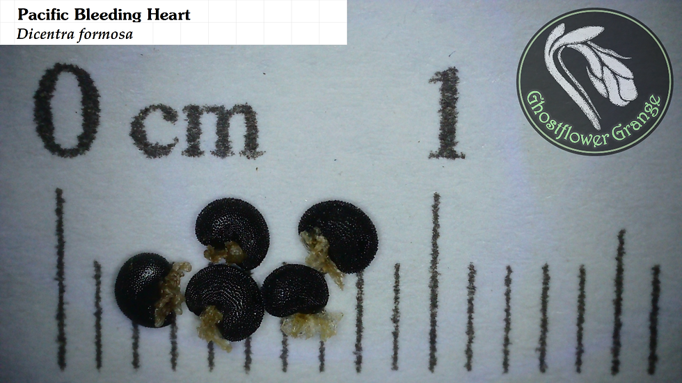 Pacific Bleeding Heart - Dicentra formosa seed microscopy