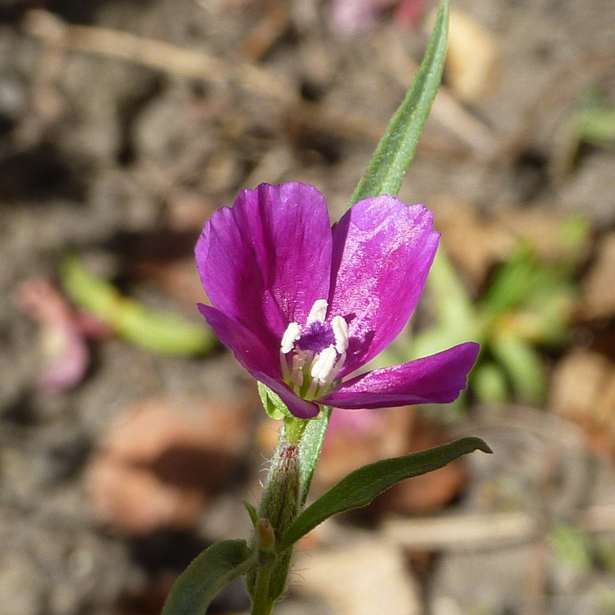 Winecup Clarkia - Clarkia purpurea flower detail