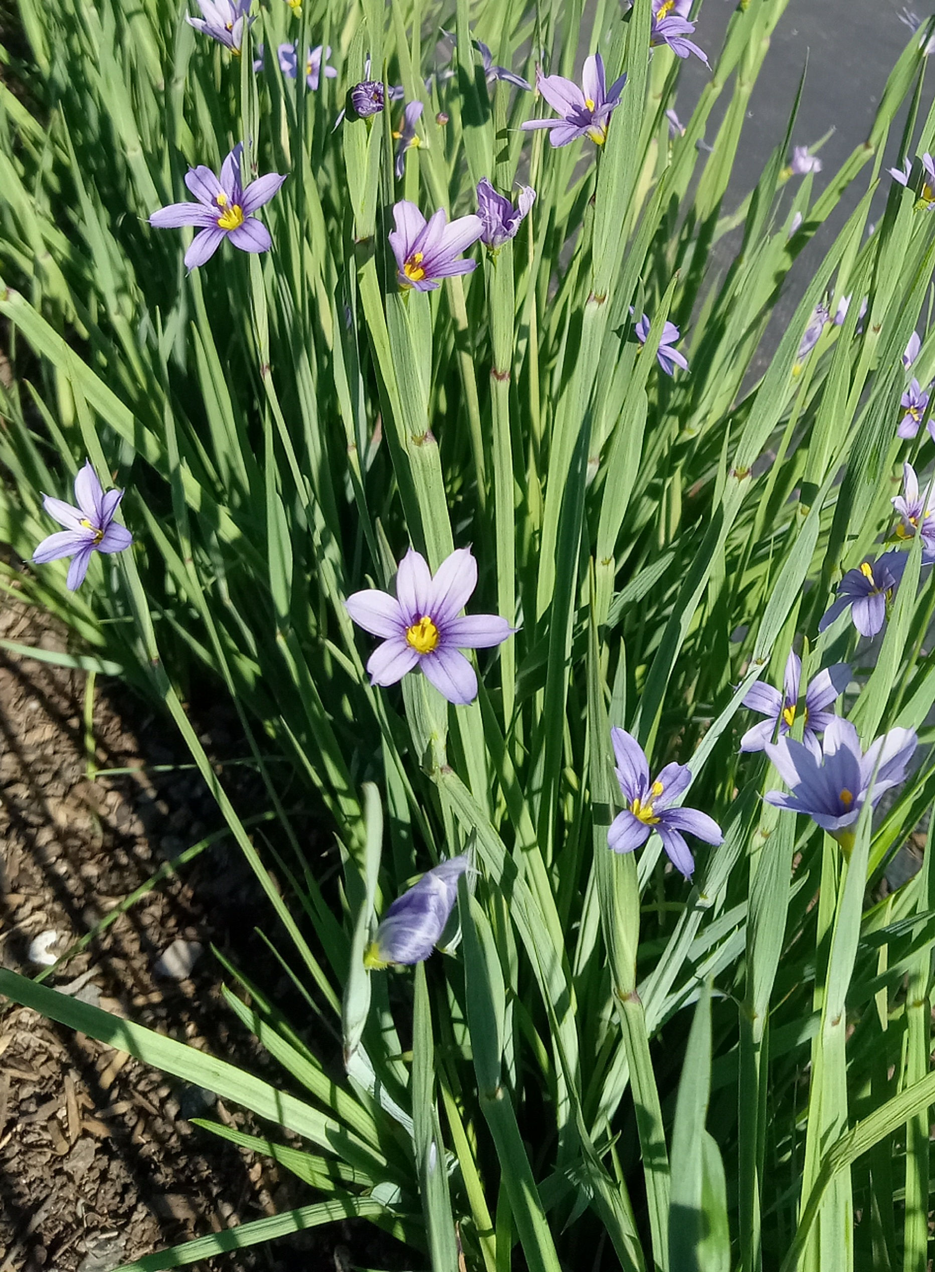 Idaho Blue-Eyed Grass - Sisyrinchium idahoense var. macounii