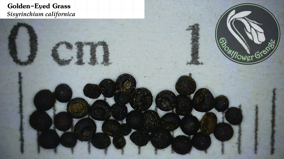 Golden-Eyed Grass - Sisyrinchium californicum seed microscopy