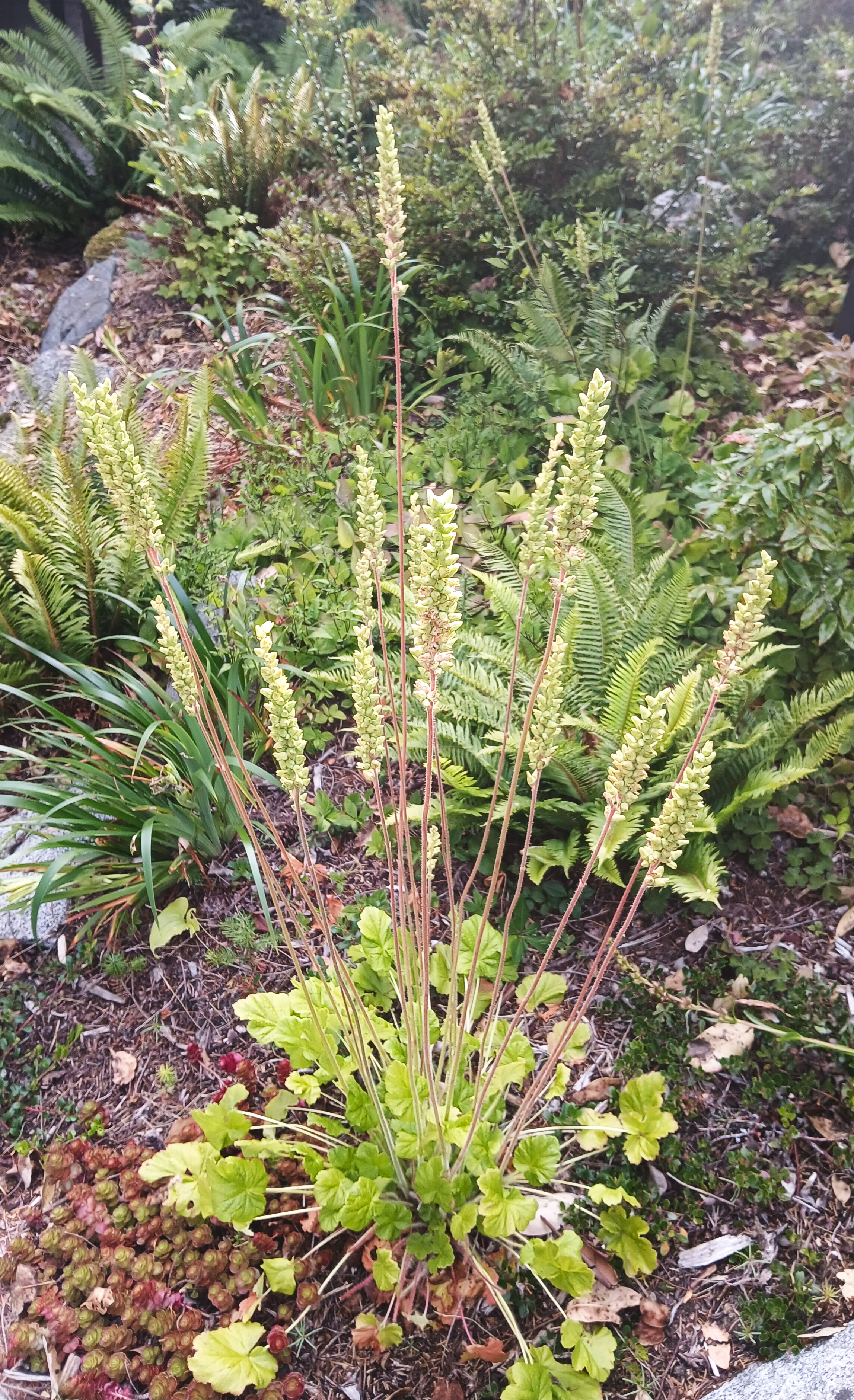 Green-flowered Alumroot - Heuchera chlorantha mature plant in bloom