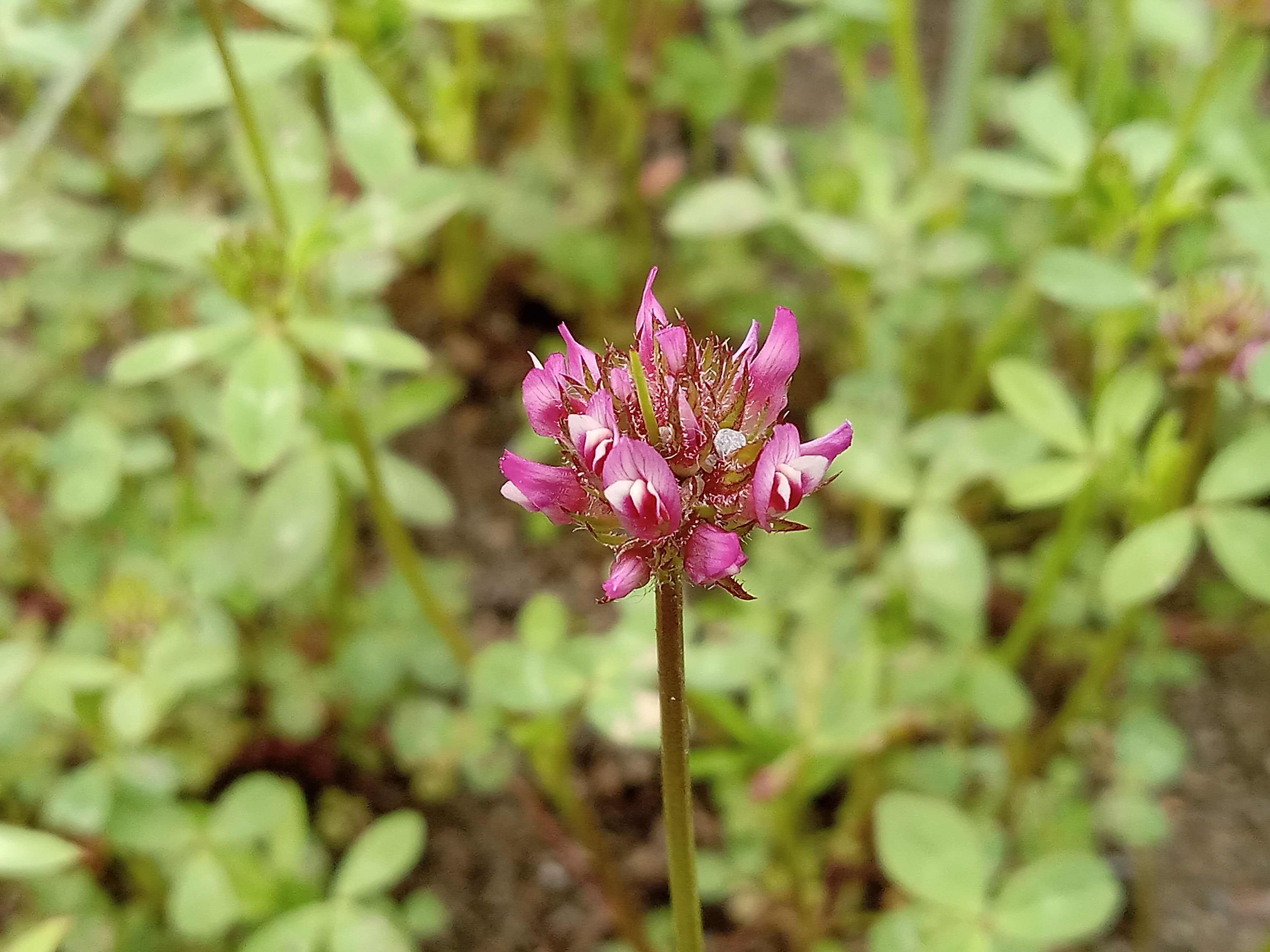 Foothills Clover - Trifolium ciliolatum flower detail