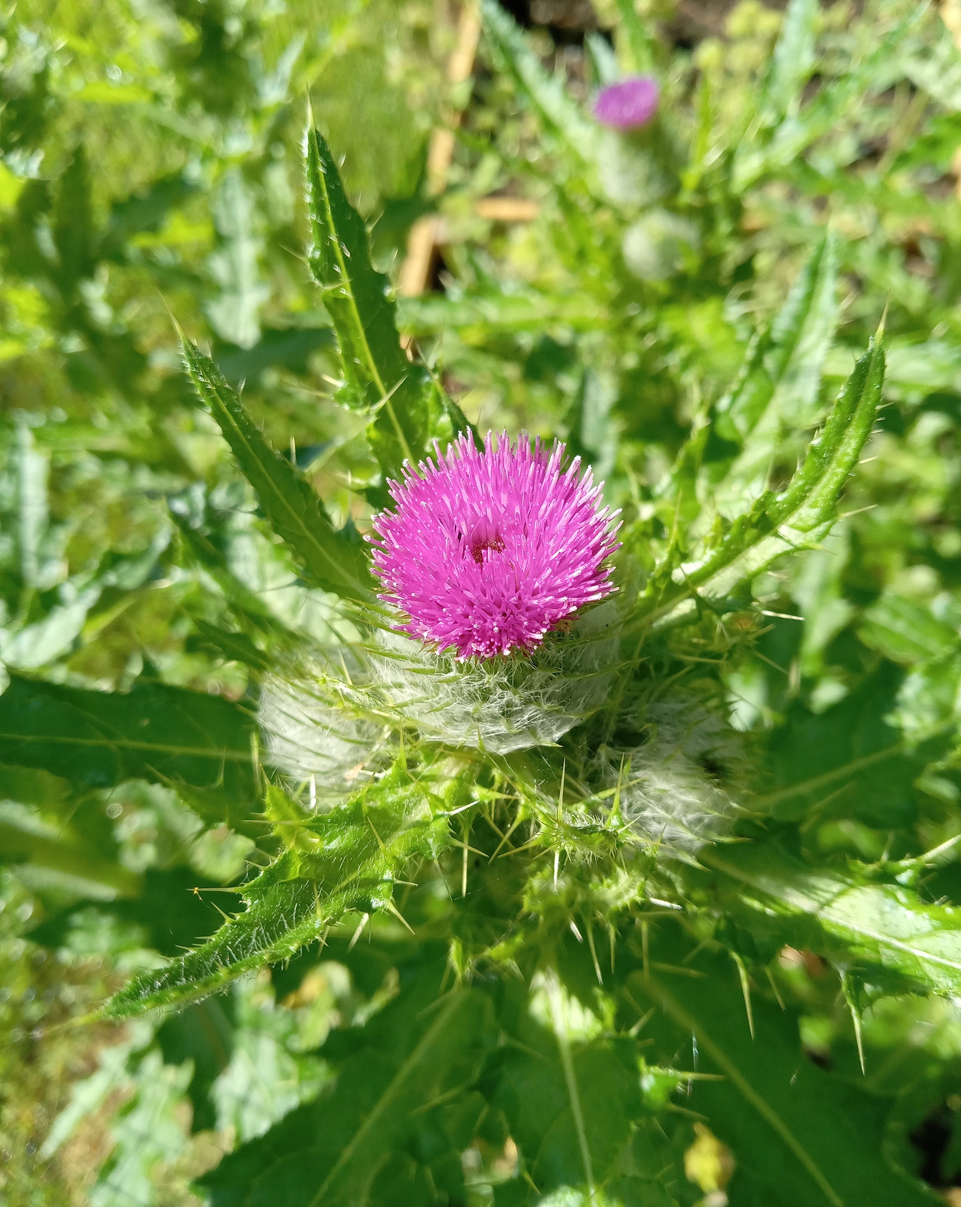 Short-Styled Thistle - Cirsium brevistylum in bloom, flowers