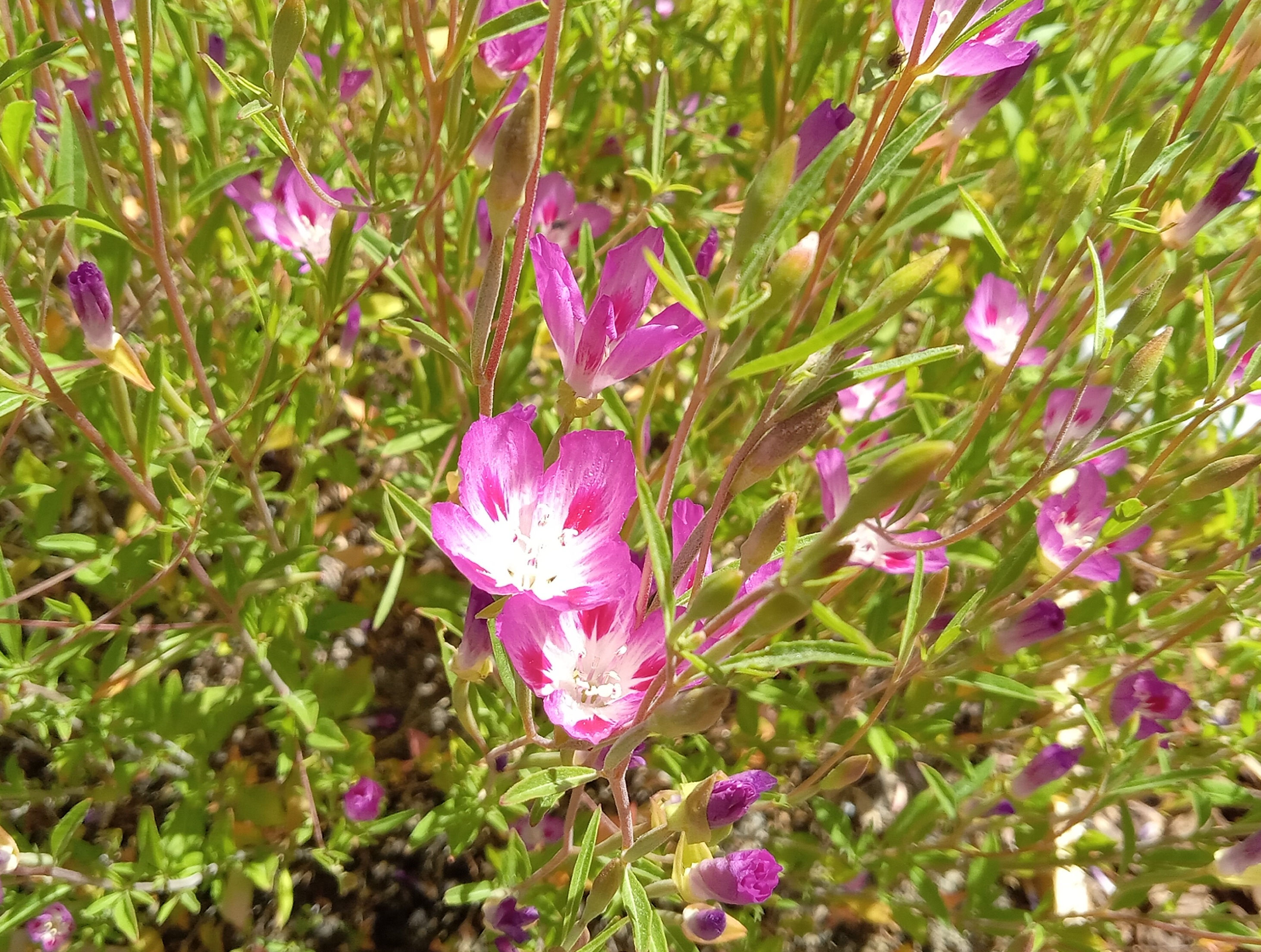 Wild Farewell-to-Spring - Clarkia amoena full bloom