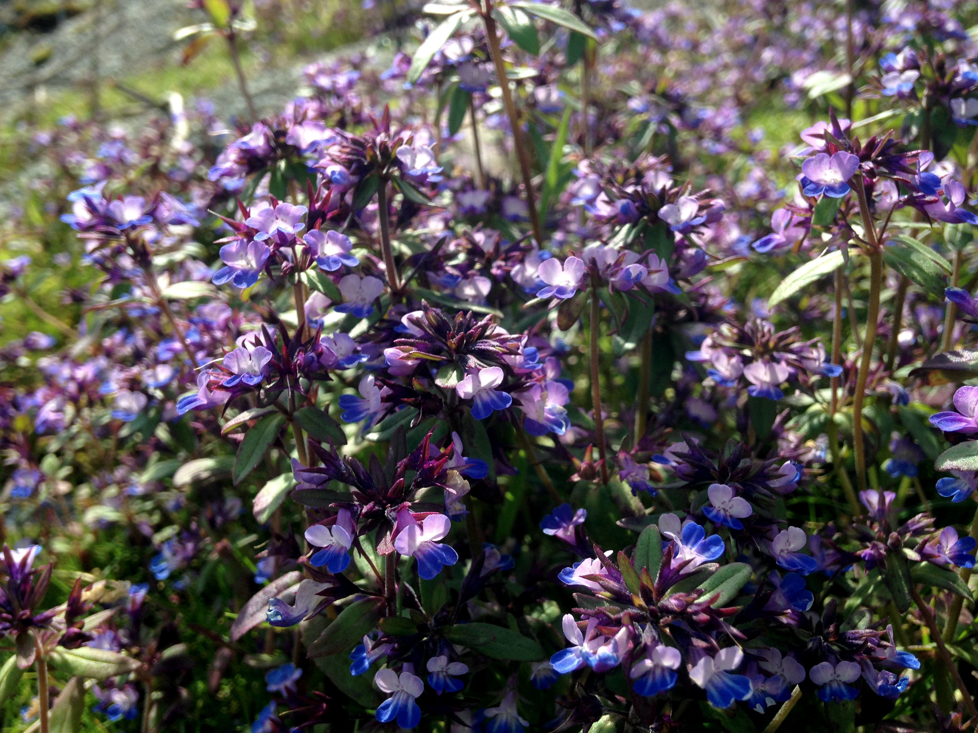 Smallflower Blue-Eyed-Mary - Collinsia parviflora full bloom