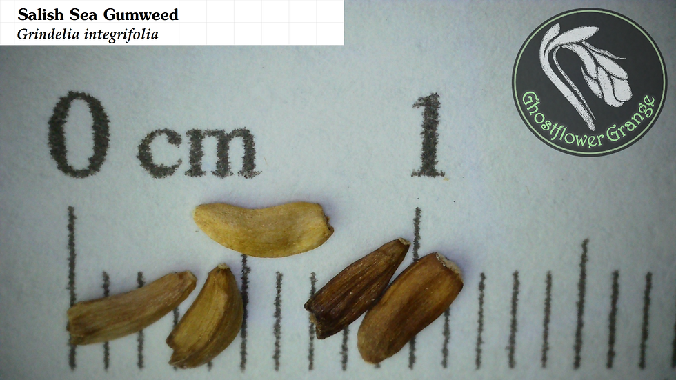 Salish Sea Gumweed - Grindelia integrifolia seed microscopy