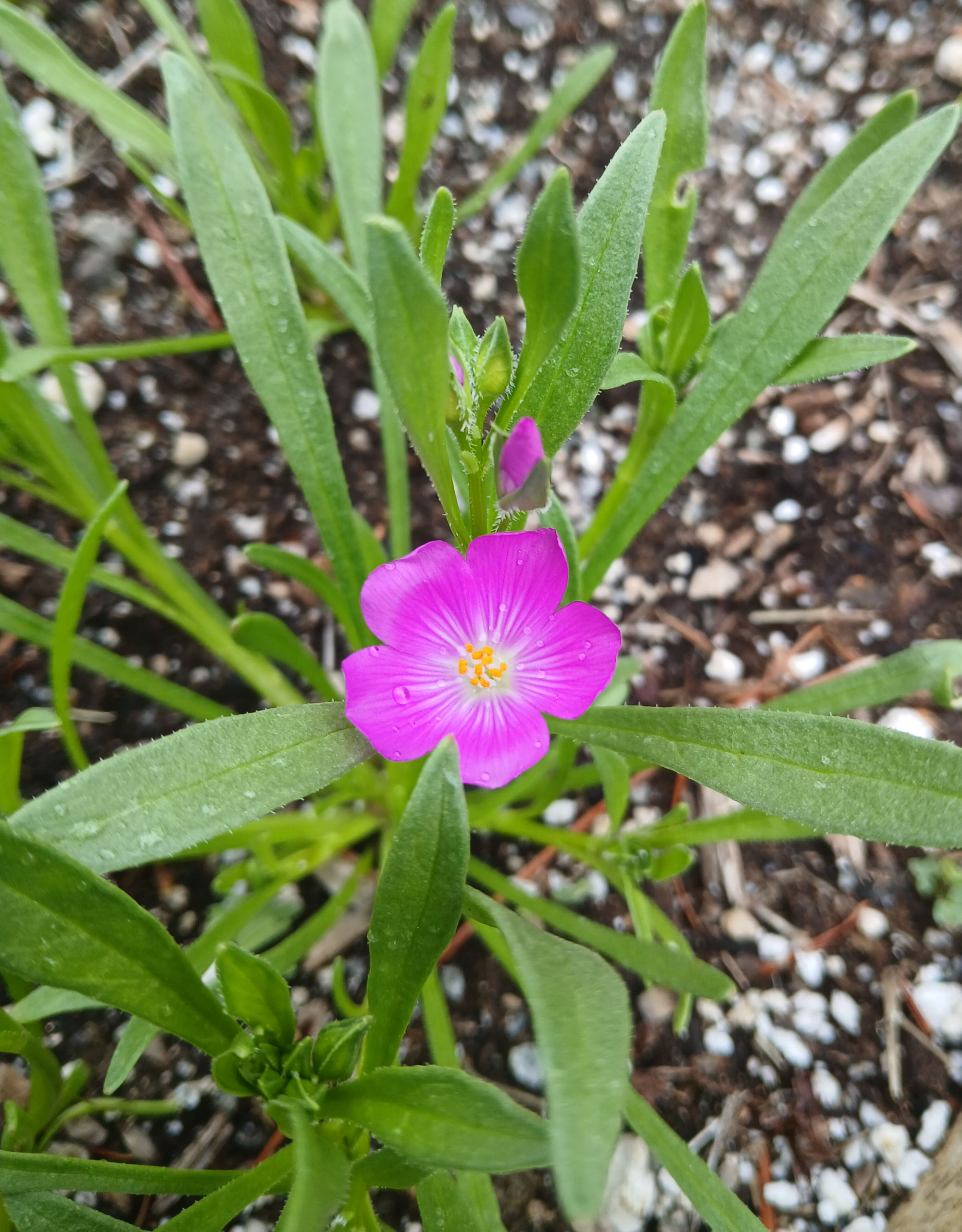 Red Maids - Calandrinia menziesii flower and foliage