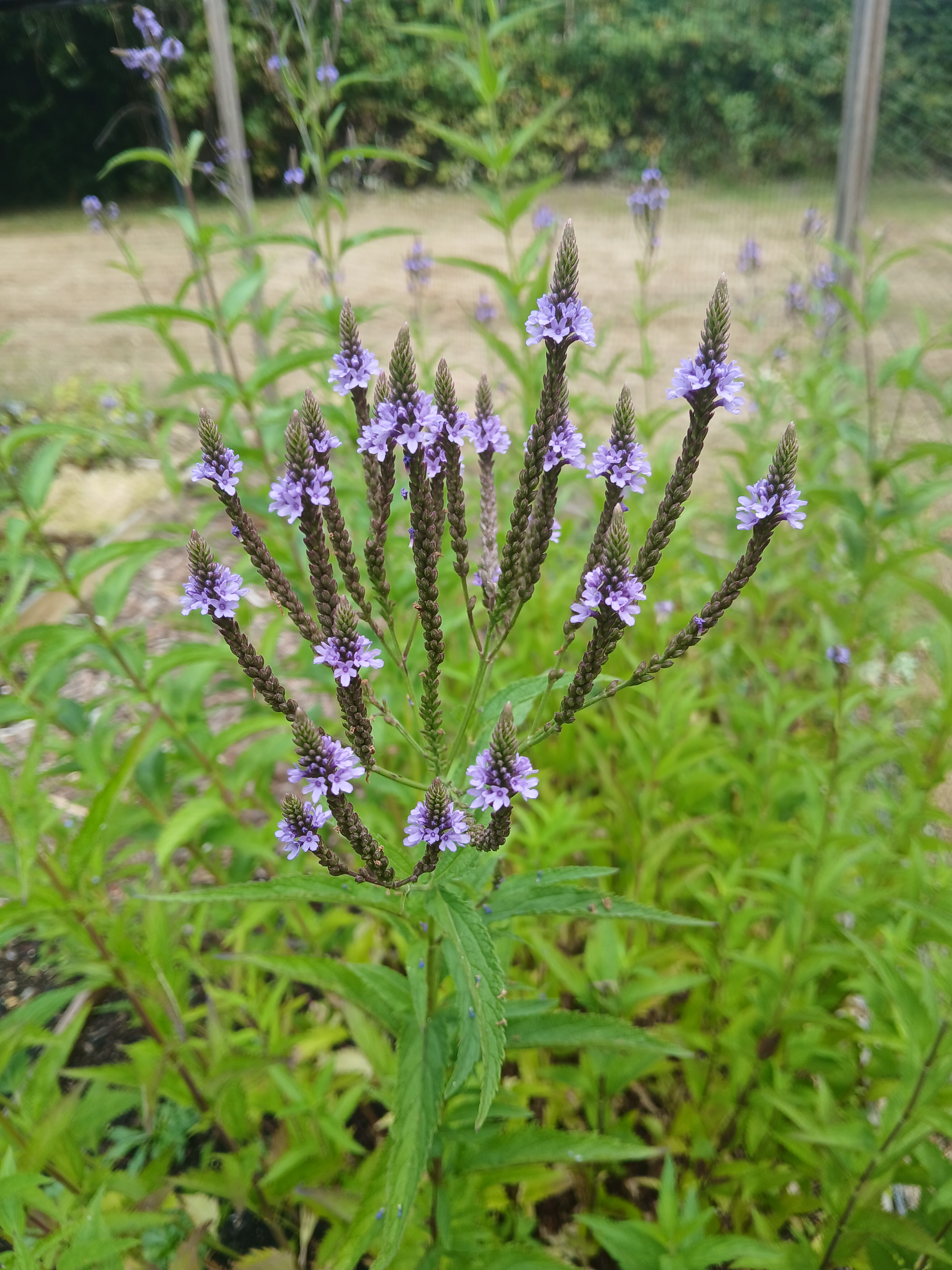 Blue Vervain - Verbena hastata flowers