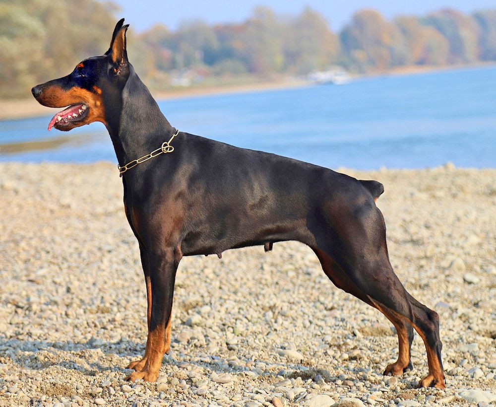 Essay the doberman pinscher a force to be reckoned with picture