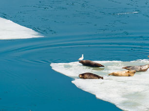 Antarctica: Ecosystem at risk from invasive species on debris