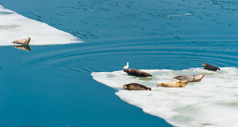 Large Seals on Iceberg
