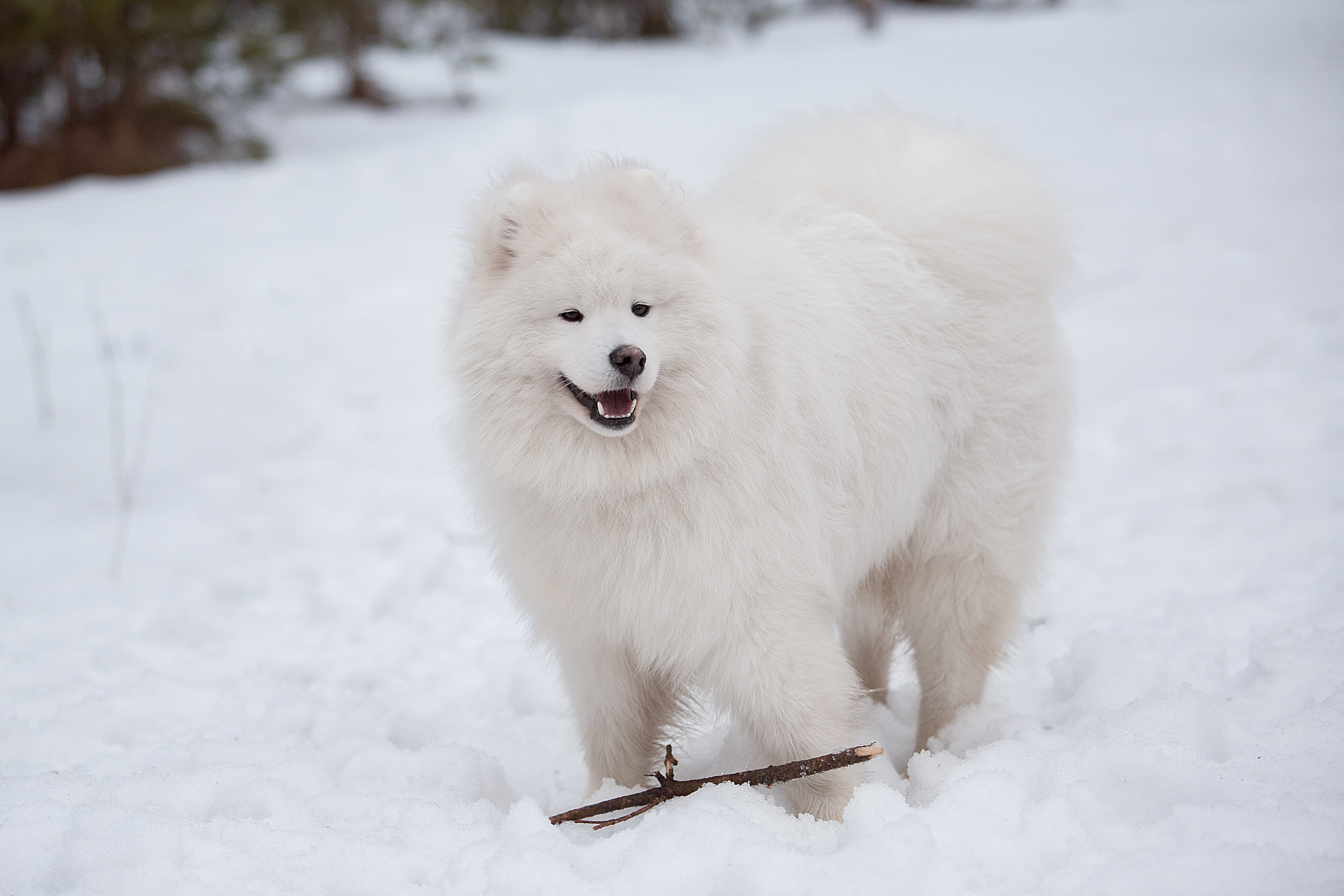 snowbound samoyeds