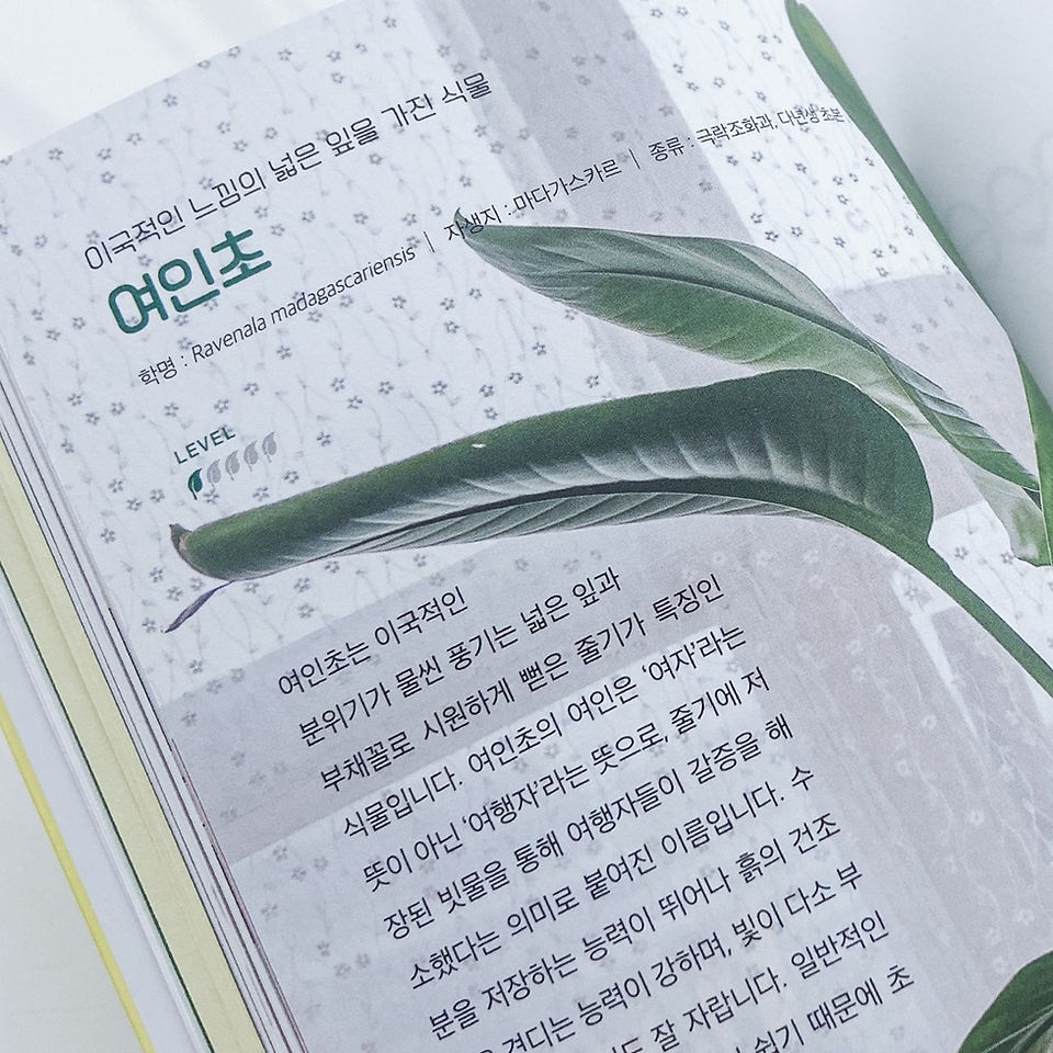식물들과 같이 살고 있습니다-여인초