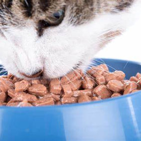 cat food.jpeg