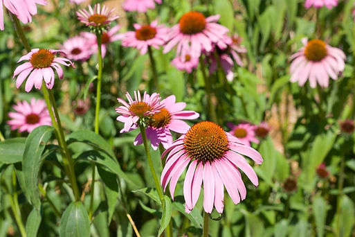 Purple-Coneflower-Echinacea-purpurea-_-ArcheWild-Native-Nursery-min.jpg