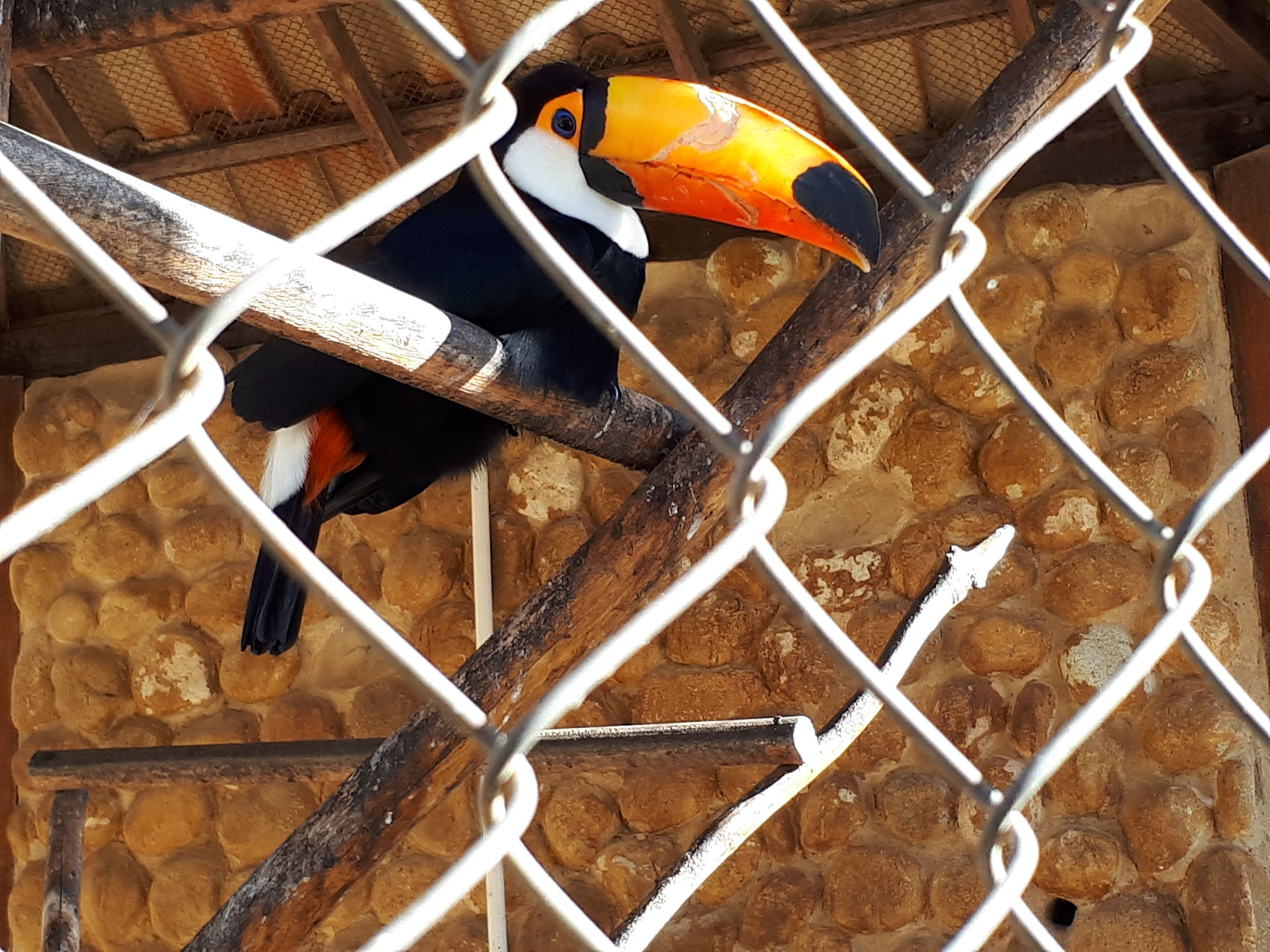 Cativeiro de aves