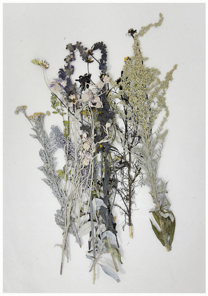 PURE BOTANICALS - Exhibition from December 12, 2025, to January 11, 2026 by Edition Hoke
pure botanicals – a graphic journey of discovery into the diversity of floral shapes as the essence of the natural textures, patterns, and interconnected structures – drawings of nature.