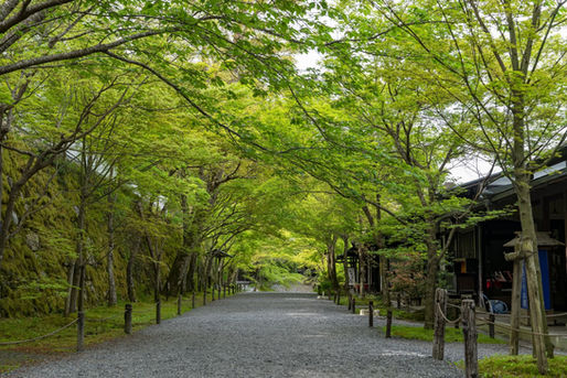 初夏の大原三千院参道