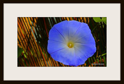 Morning Glory