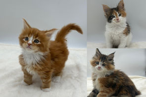 Three Litters Make a Full House