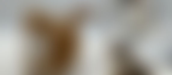 Three Litters Make a Full House