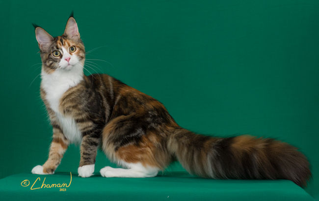 Maine Coon Girl Penny studio photo