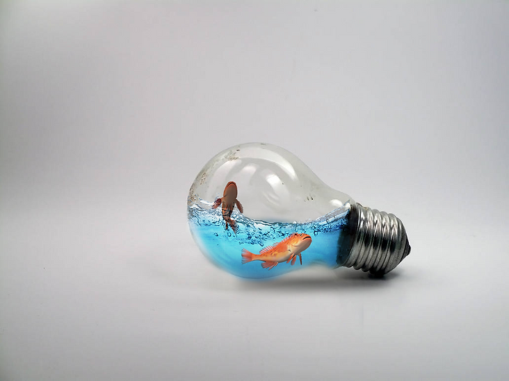 FishLightbulb.png